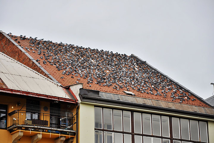 A2B Pest Control are able to install spikes to deter birds from roofs in Streatham. 