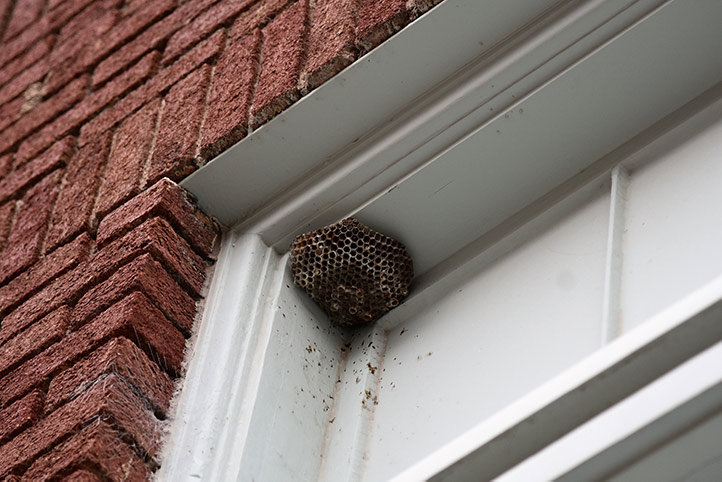 We provide a wasp nest removal service for domestic and commercial properties in Streatham.